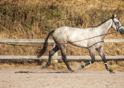Escursioni a cavallo